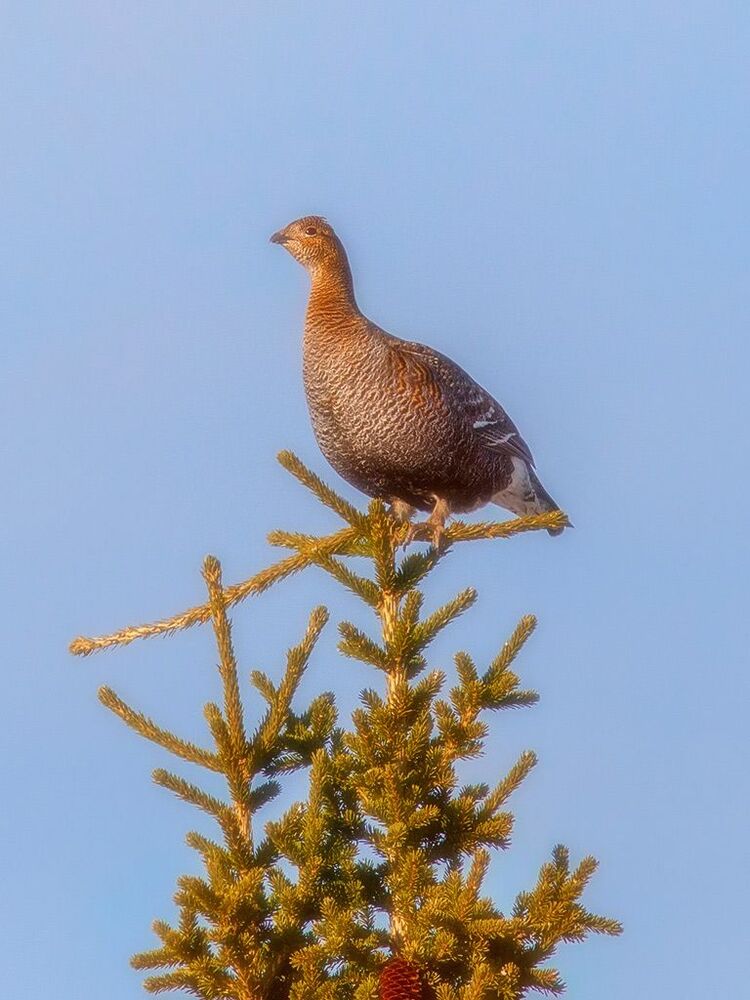 Немного боровой