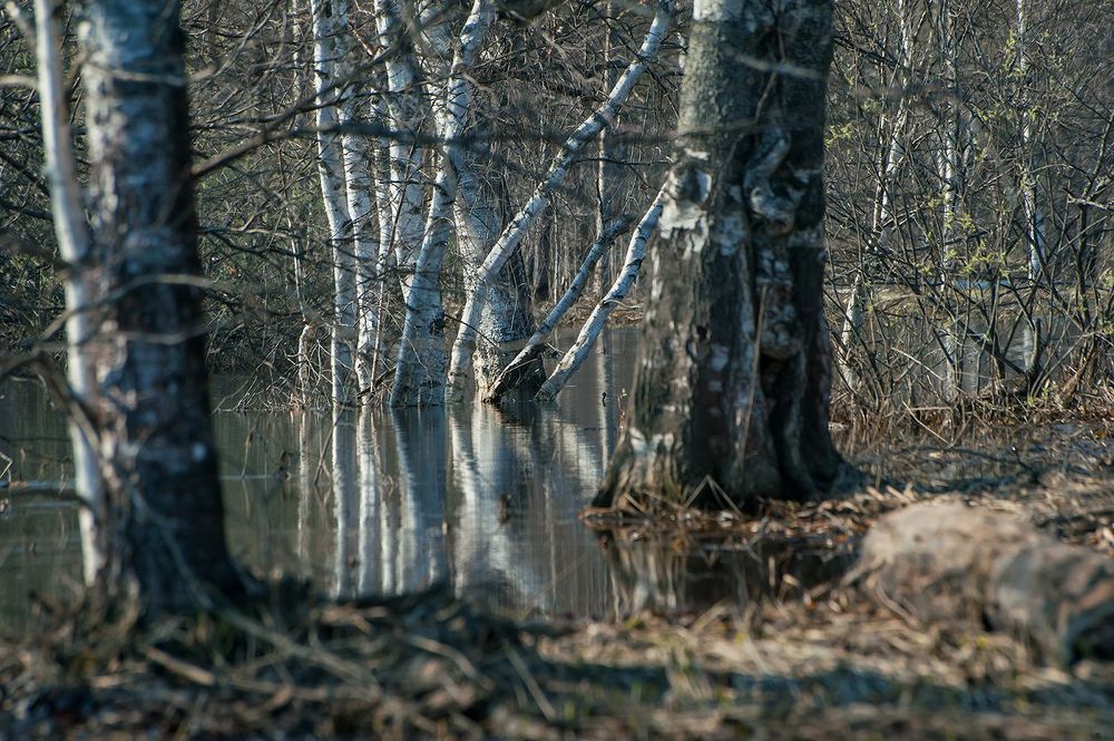 04 Хитросплетения берёз, торчащих из воды, &hellip;
