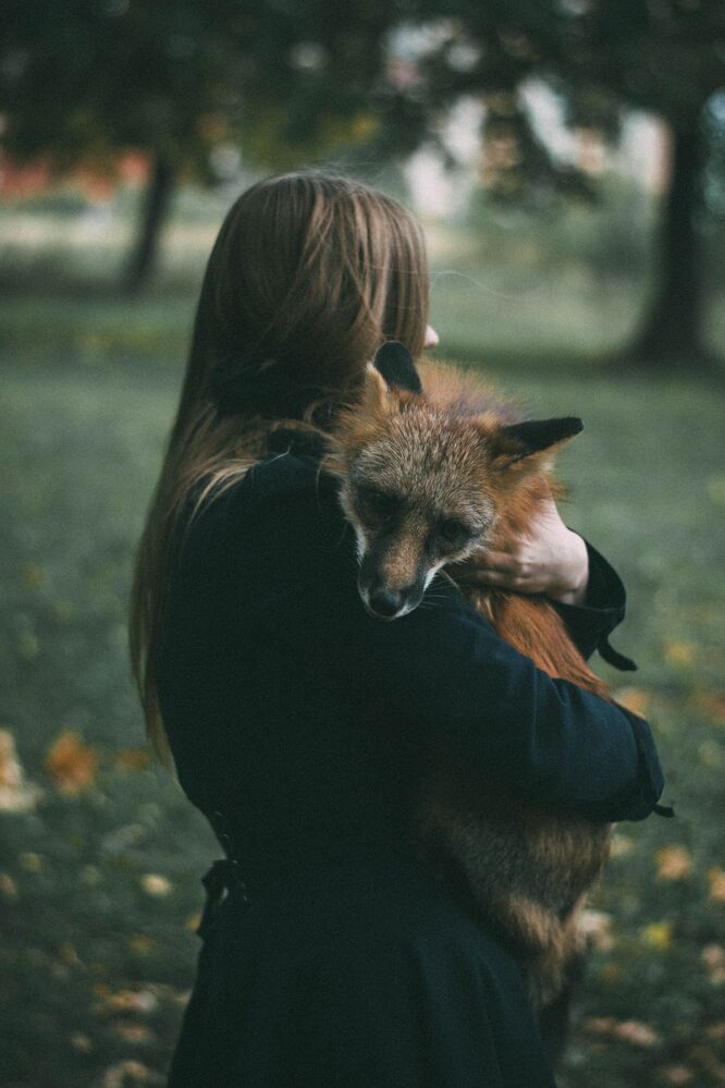 Fox story