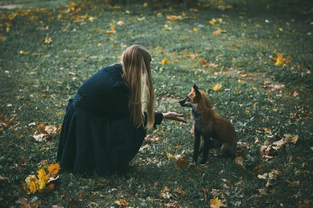 Fox story