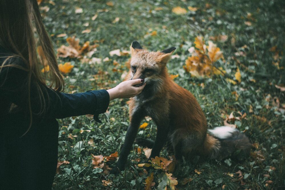 Fox story