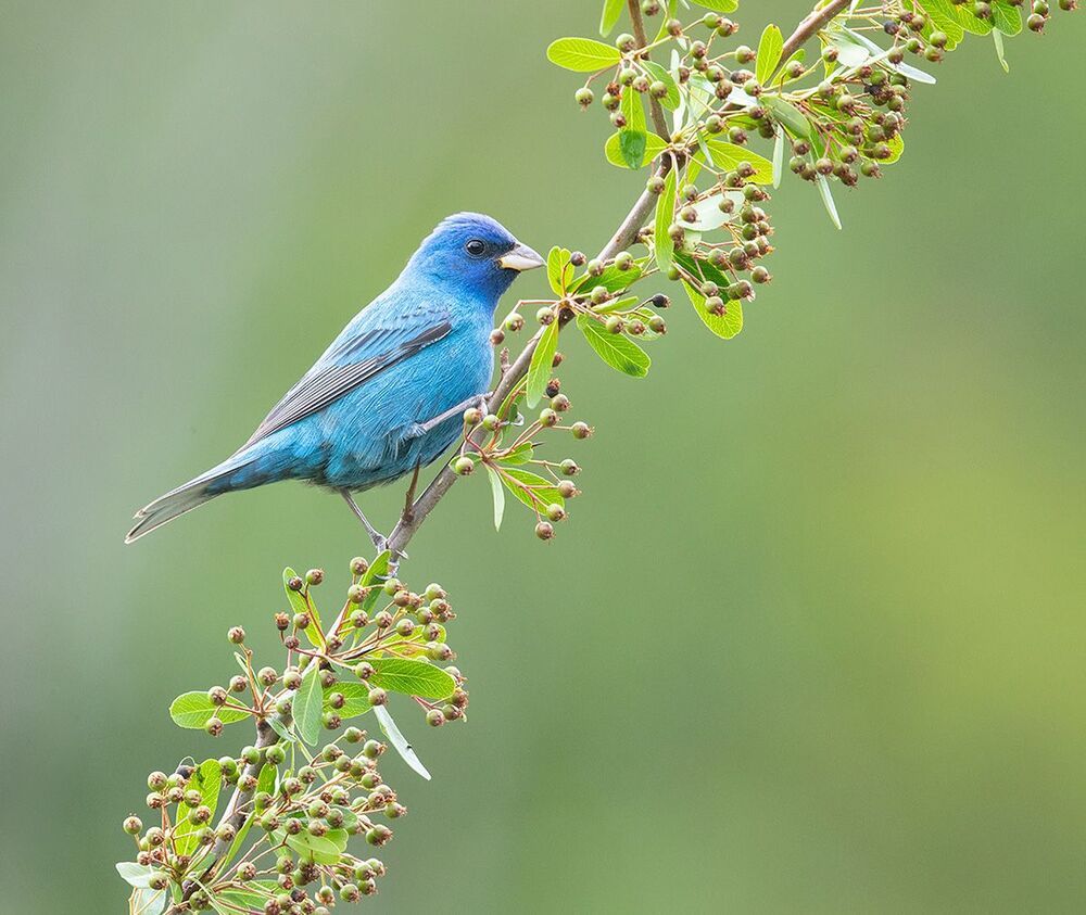 Индиговый овсянковый кардинал - Indigo Bunting