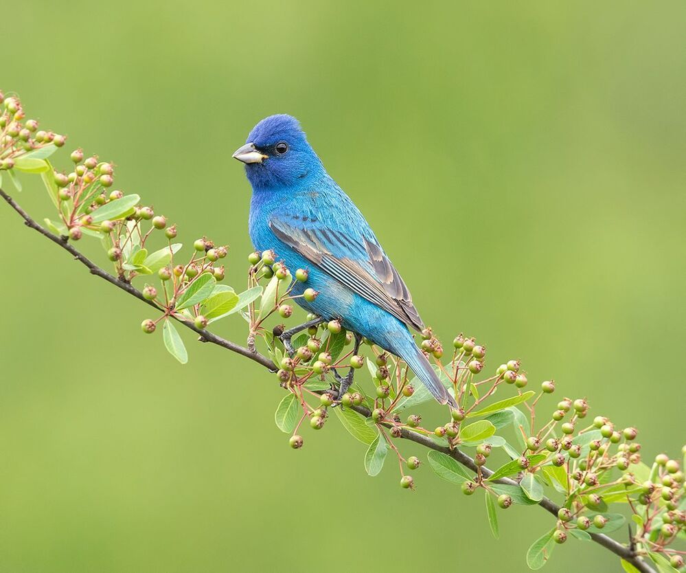 Индиговый овсянковый кардинал - Indigo Bunting