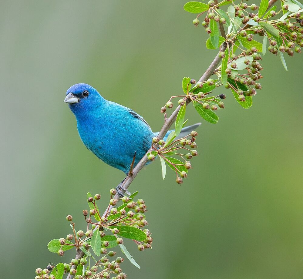 Индиговый овсянковый кардинал - Indigo Bunting