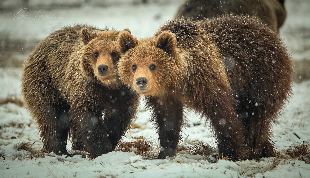 Не рановато ли я проснулся?