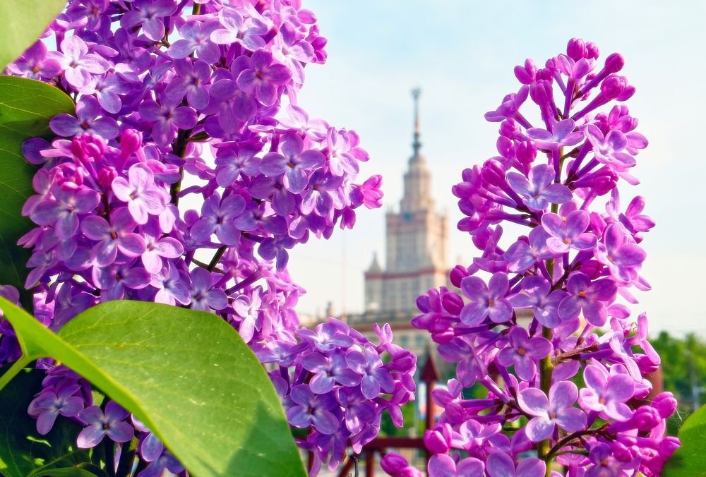 Сирень расцвела...