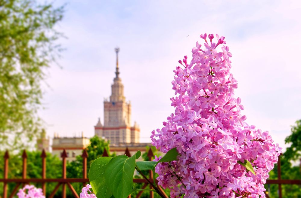 Комарик