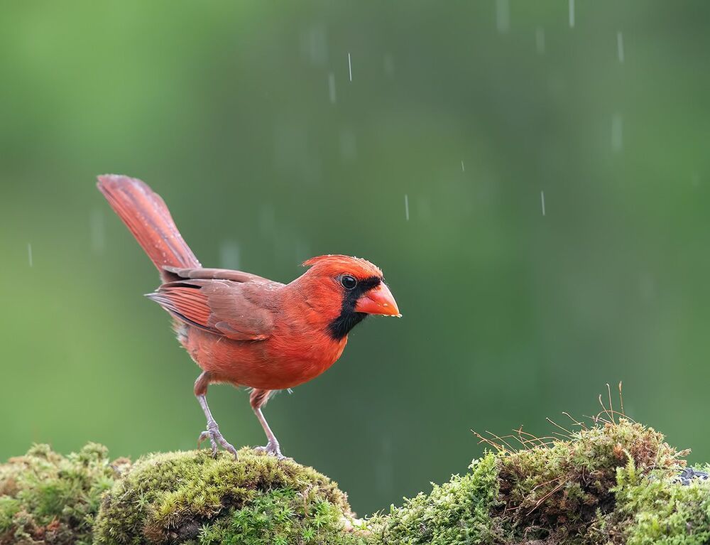 Красный кардинал - Northern Cardinal male