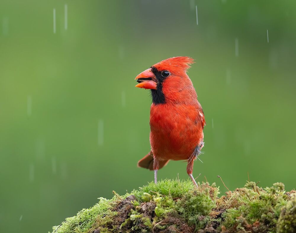 Красный кардинал - Northern Cardinal male