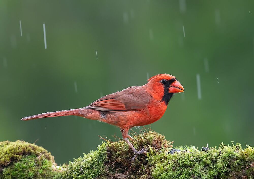 Красный кардинал - Northern Cardinal male