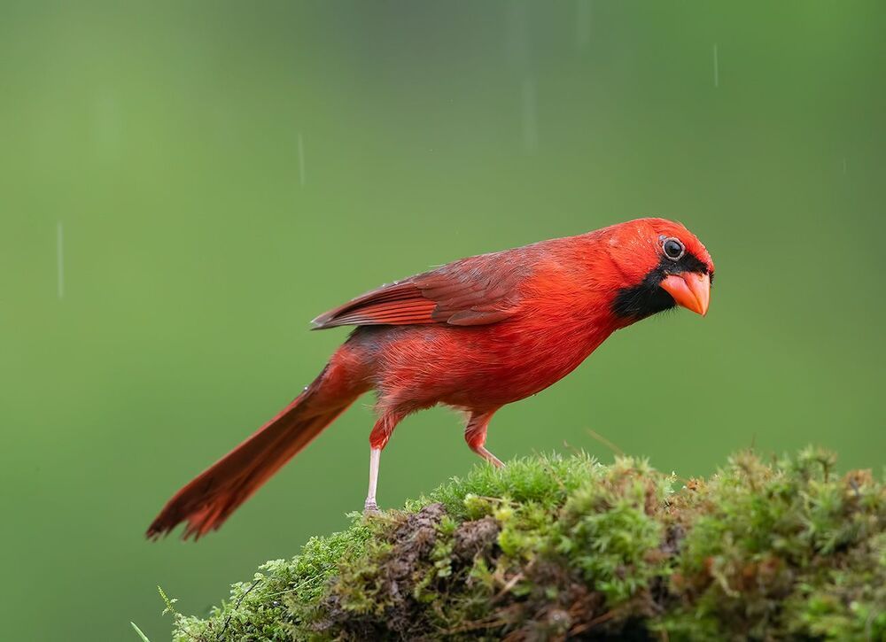 Красный кардинал - Northern Cardinal male