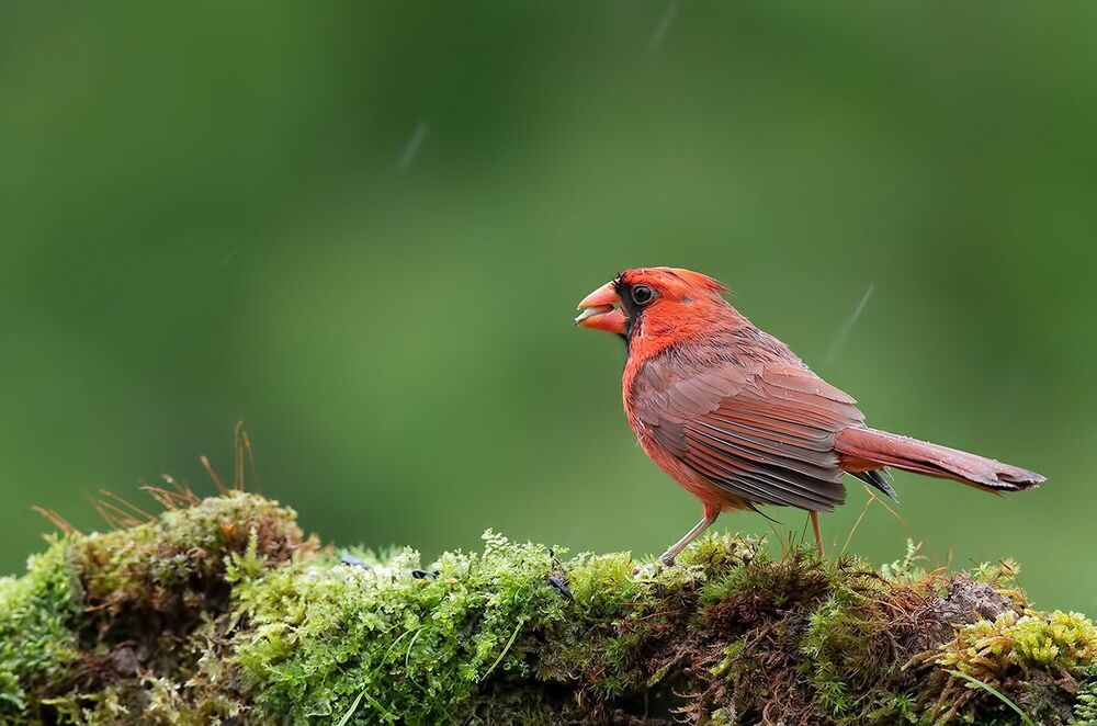 Красный кардинал - Northern Cardinal male
