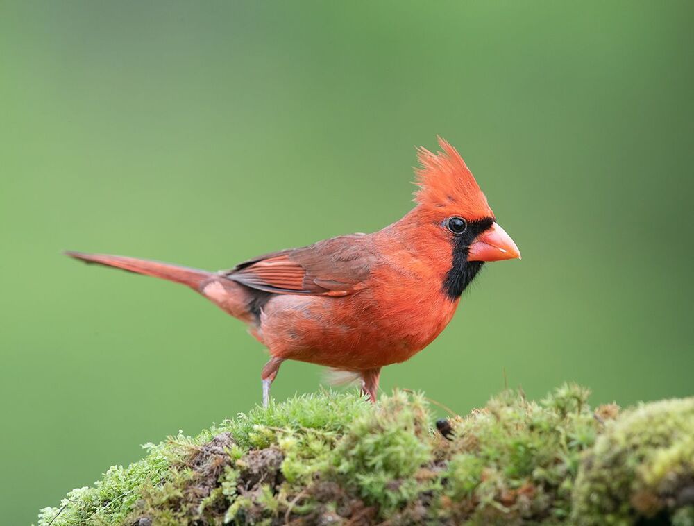 Красный кардинал - Northern Cardinal male