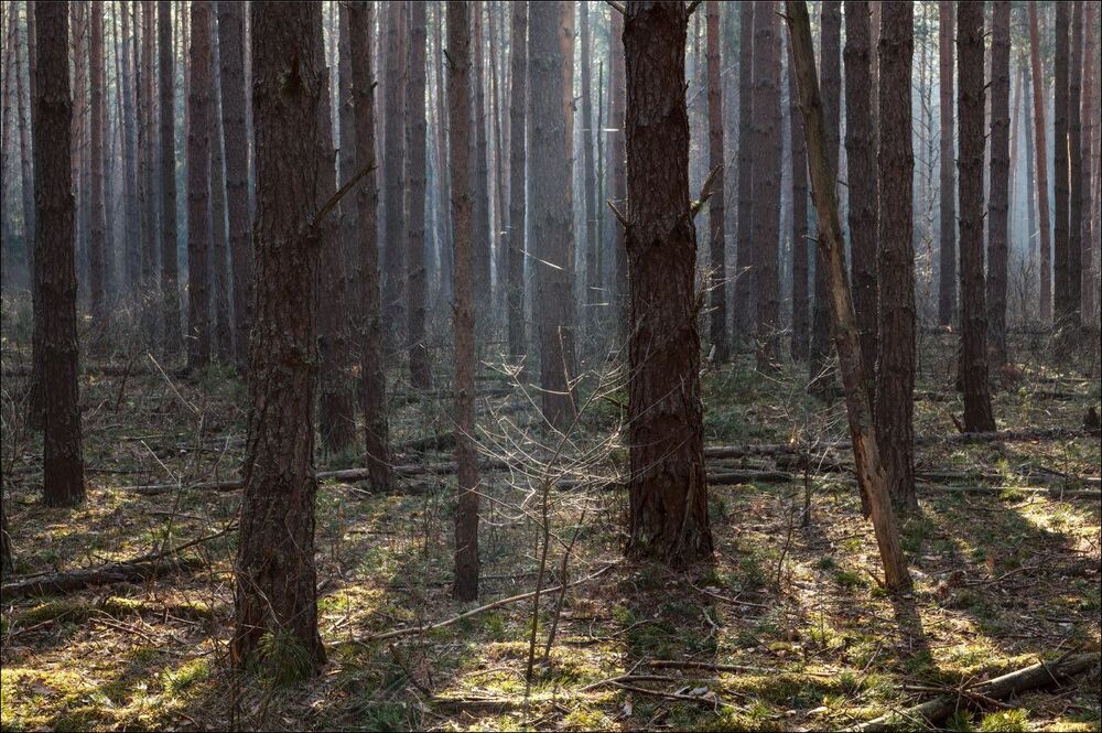 Весенний хаос утреннего леса