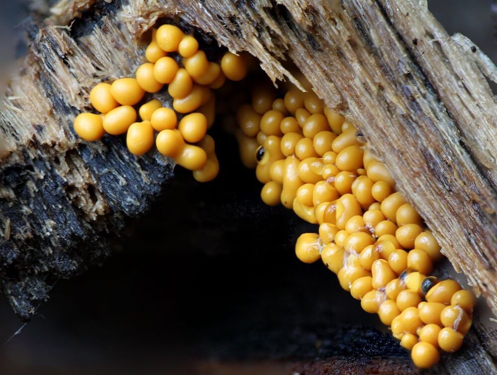 Трихия обманчивая
Trichia decipiens