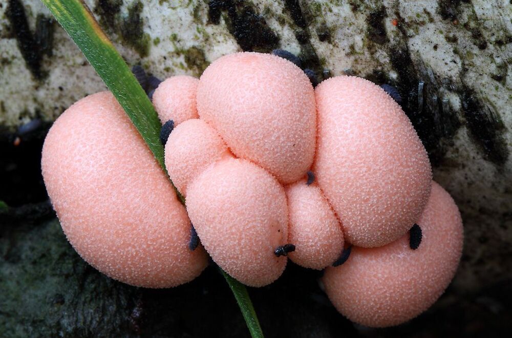 Ликогала древесинная
Lycogala epidendrum