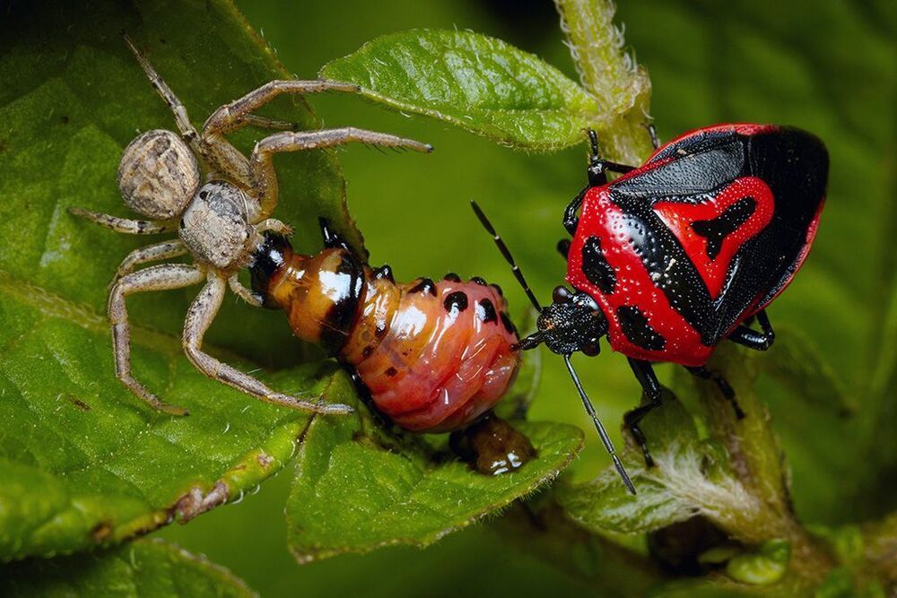 "Двое на одного" - Клоп Perillus bioculatus и паук Xysticus cristatus (?) высасывают личинку колорадского жука  Leptinotarsa decemlineata. Краснодарский край.