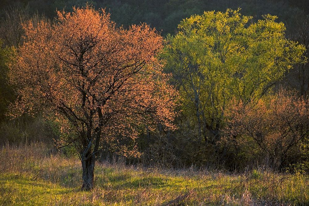 "Весенний этюд" - Апрель, многие деревья еще не приступали к цветению, а дикая алыча уже отцвела. Краснодарский край.