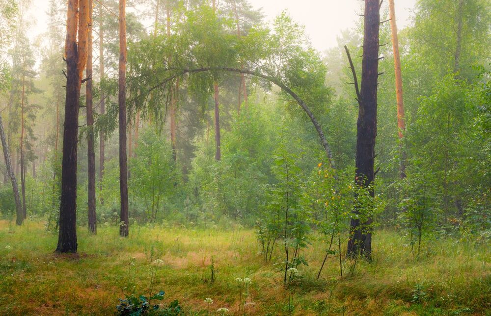 Утренняя свежесть