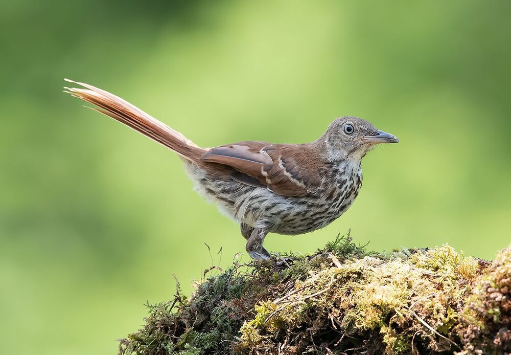 Коричневый пересмешник  молодняк - Brown Thrasher