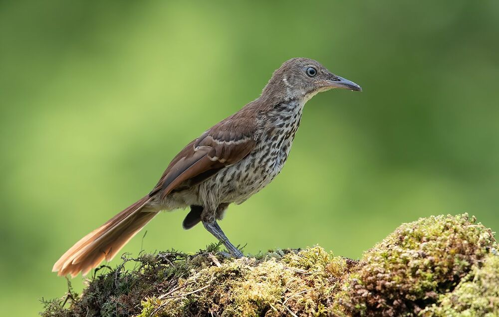 Коричневый пересмешник  молодняк - Brown Thrasher