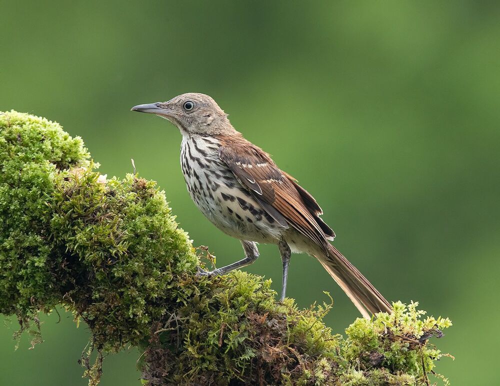 Коричневый пересмешник  молодняк - Brown Thrasher