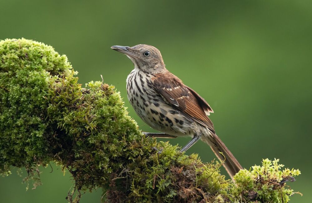 Коричневый пересмешник  молодняк - Brown Thrasher