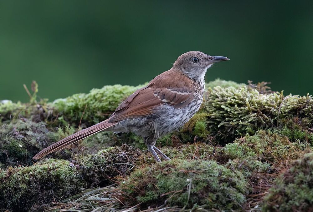 Коричневый пересмешник  молодняк - Brown Thrasher