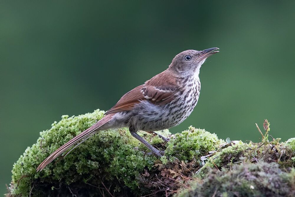 Коричневый пересмешник  молодняк - Brown Thrasher