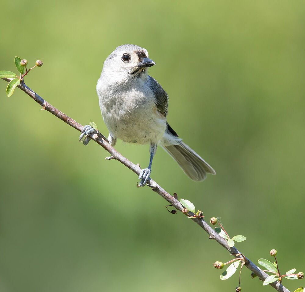 Острохохлая синица -Tufted Titmouse