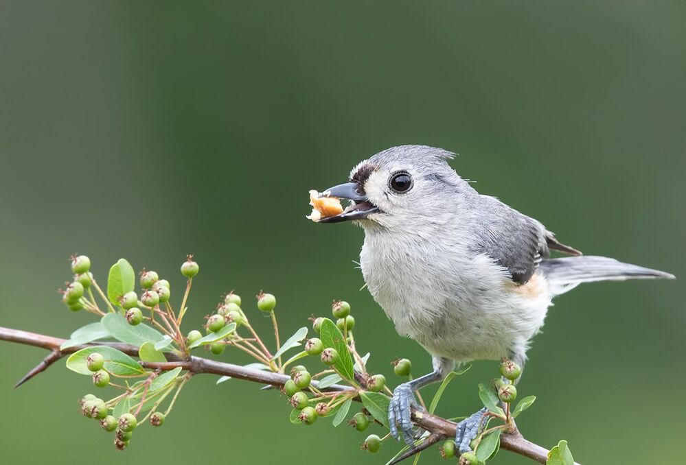 Острохохлая синица -Tufted Titmouse