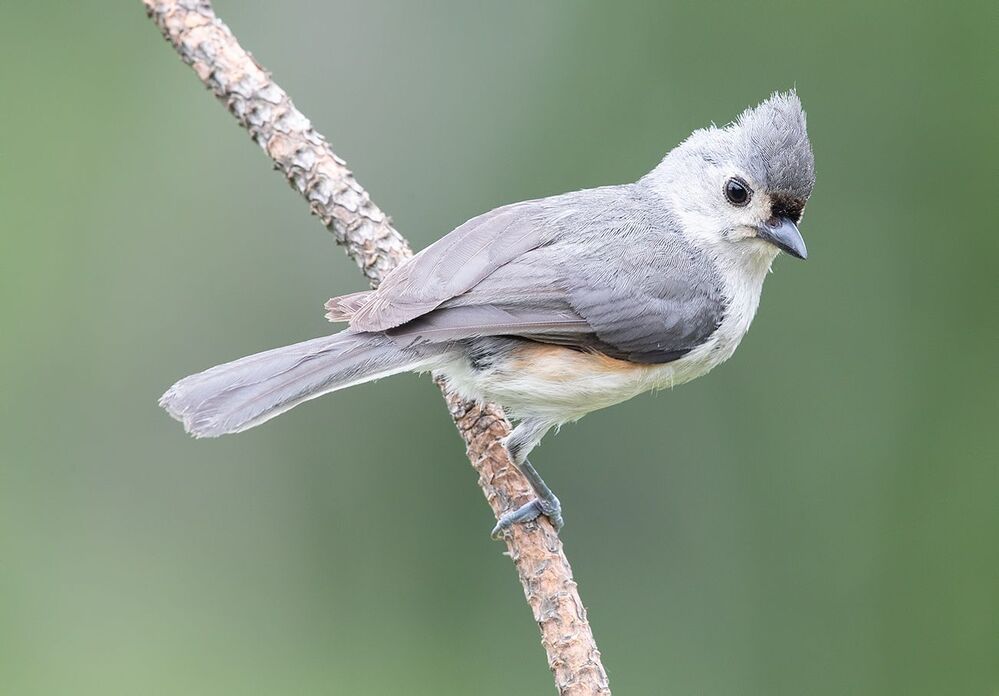 Острохохлая синица -Tufted Titmouse