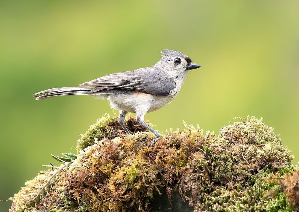 Острохохлая синица -Tufted Titmouse