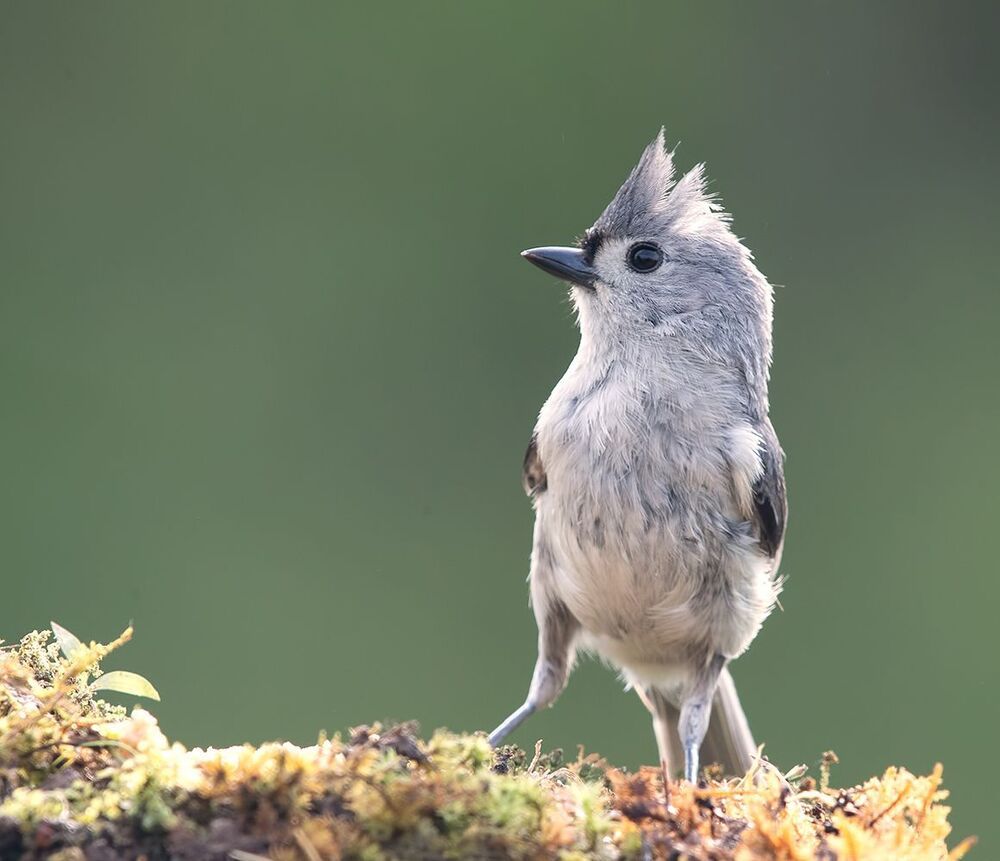 Острохохлая синица -Tufted Titmouse
