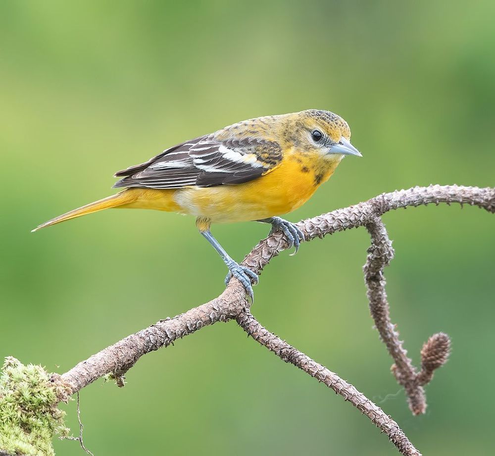 Самка. Балтиморская иволга  или балтиморский цветной трупиал  - Baltimore Oriole Female
