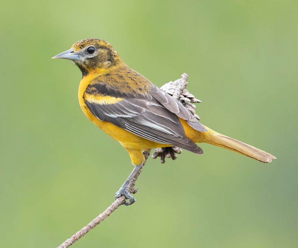 Самка. Балтиморская иволга  или балтиморский цветной трупиал  - Baltimore Oriole Female