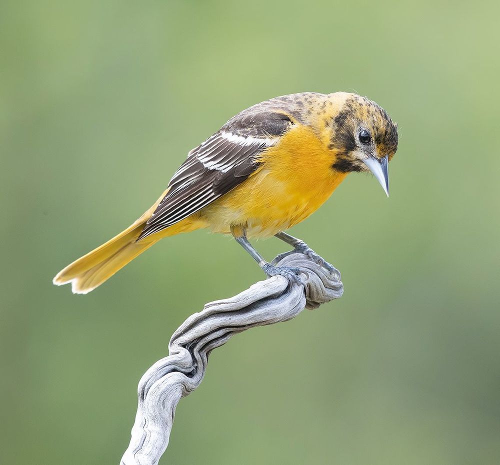 Самка. Балтиморская иволга  или балтиморский цветной трупиал  - Baltimore Oriole Female