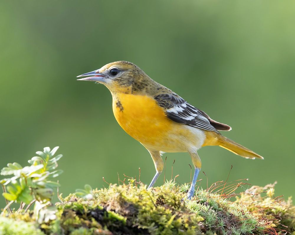 Самка. Балтиморская иволга  или балтиморский цветной трупиал  - Baltimore Oriole Female