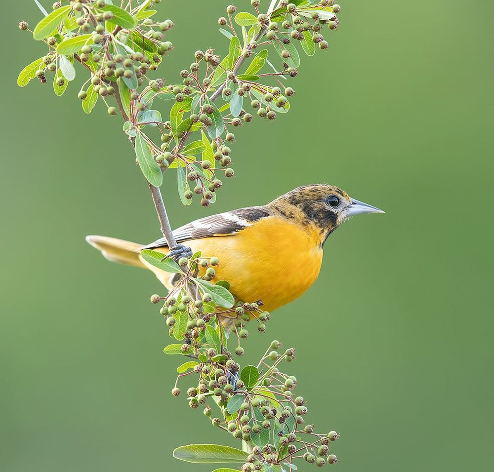 Самка. Балтиморская иволга  или балтиморский цветной трупиал  - Baltimore Oriole Female