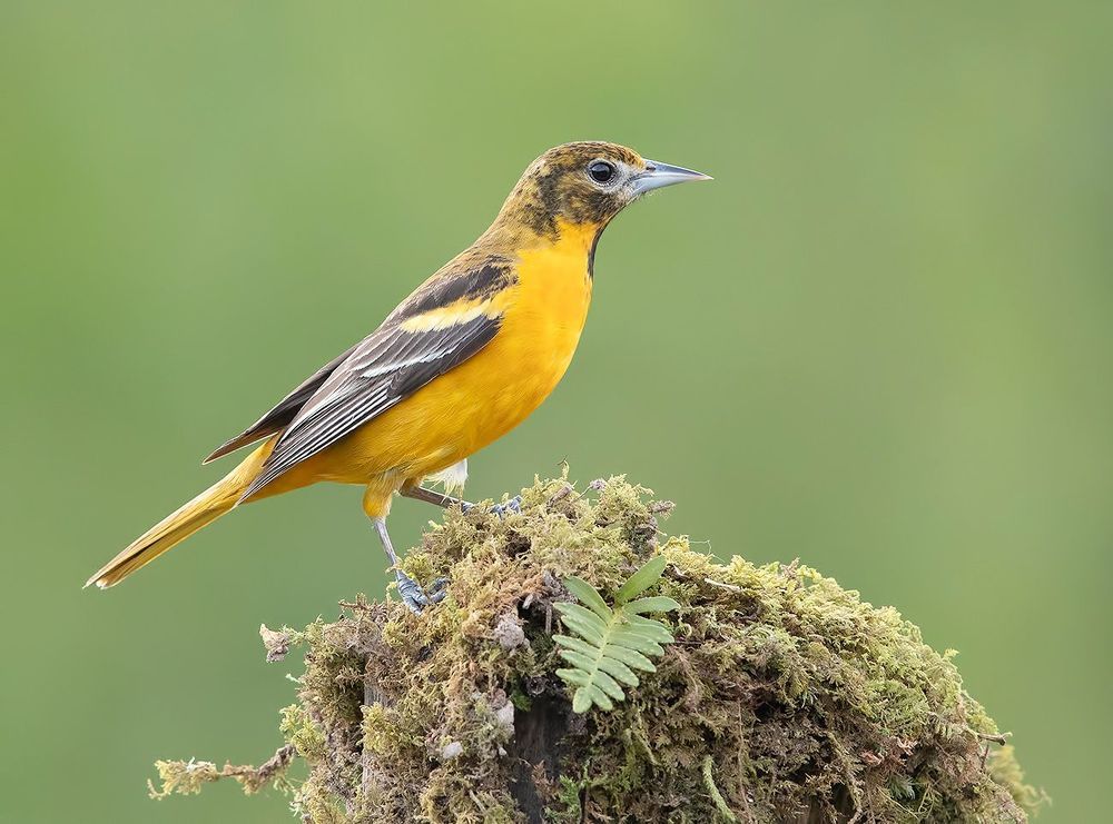 Самка. Балтиморская иволга  или балтиморский цветной трупиал  - Baltimore Oriole Female