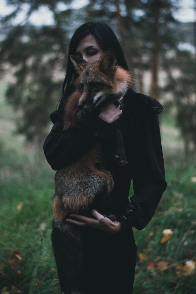 dark and fox
