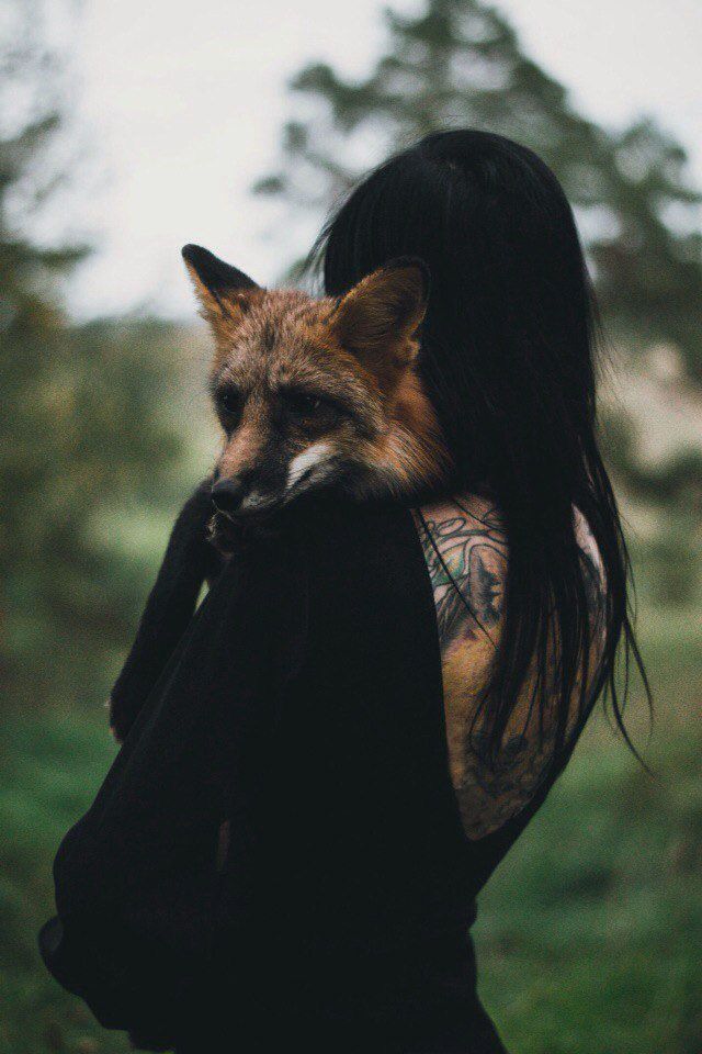 dark and fox