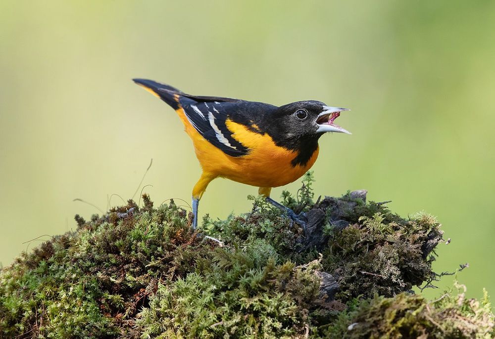Baltimore Oriole. Балтиморская иволга или Балтиморский цветной трупиал