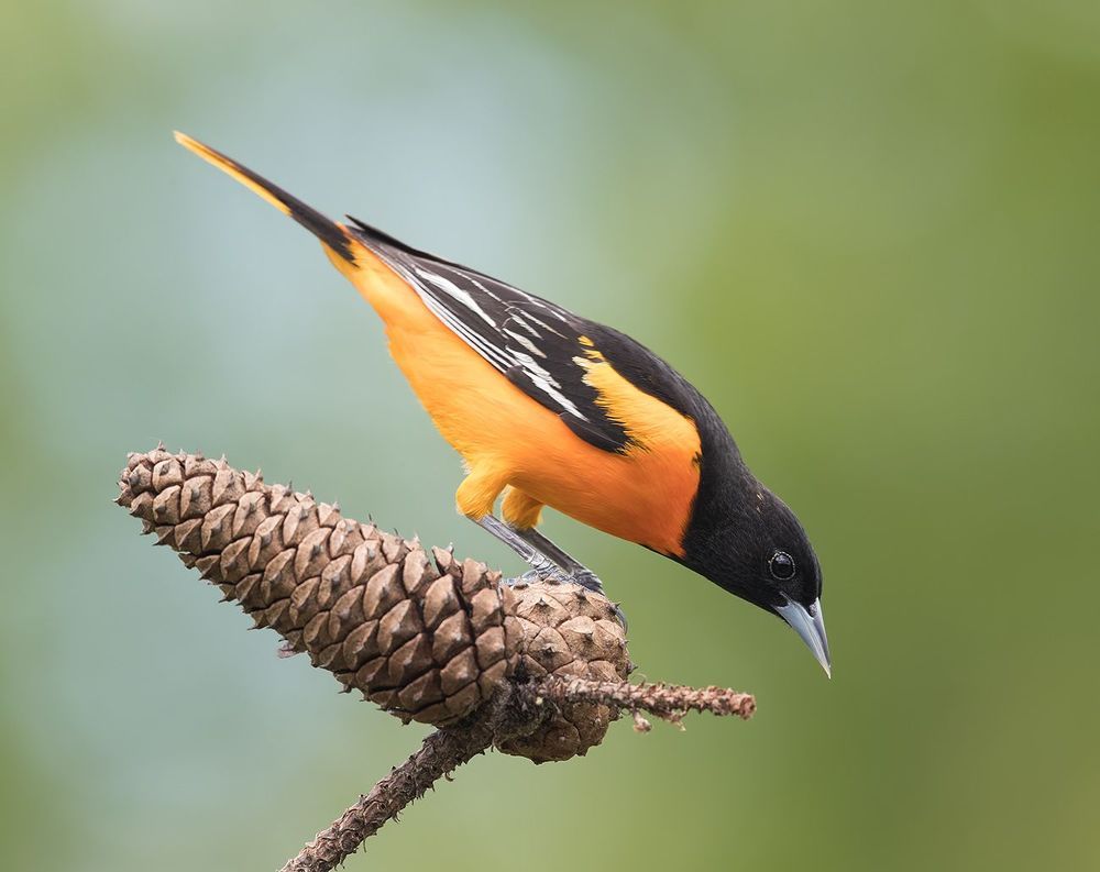 Baltimore Oriole. Балтиморская иволга или Балтиморский цветной трупиал