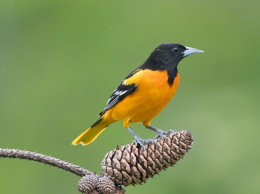 Baltimore Oriole. Балтиморская иволга или Балтиморский цветной трупиал