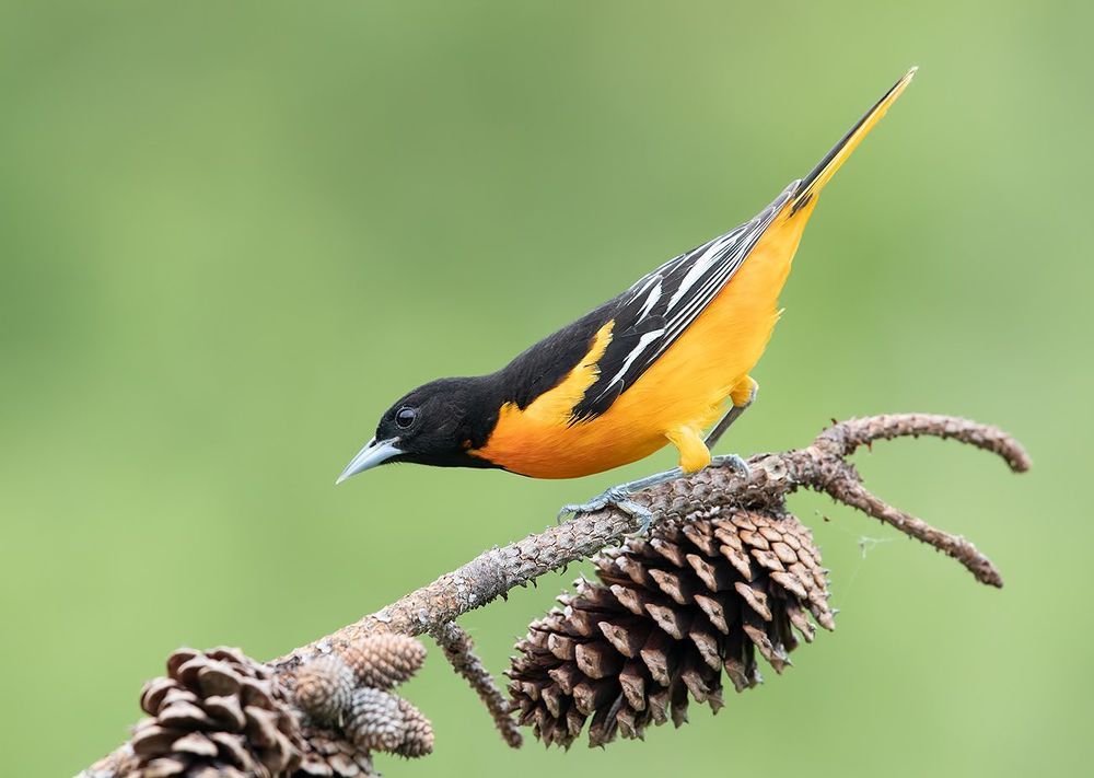 Baltimore Oriole. Балтиморская иволга или Балтиморский цветной трупиал