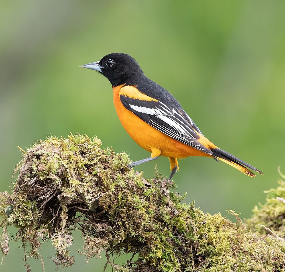 Baltimore Oriole. Балтиморская иволга или Балтиморский цветной трупиал