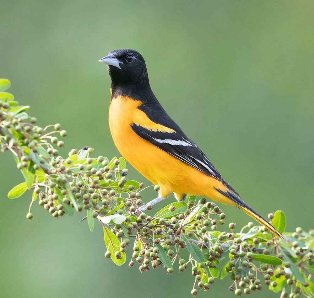 Baltimore Oriole. Балтиморская иволга или Балтиморский цветной трупиал
