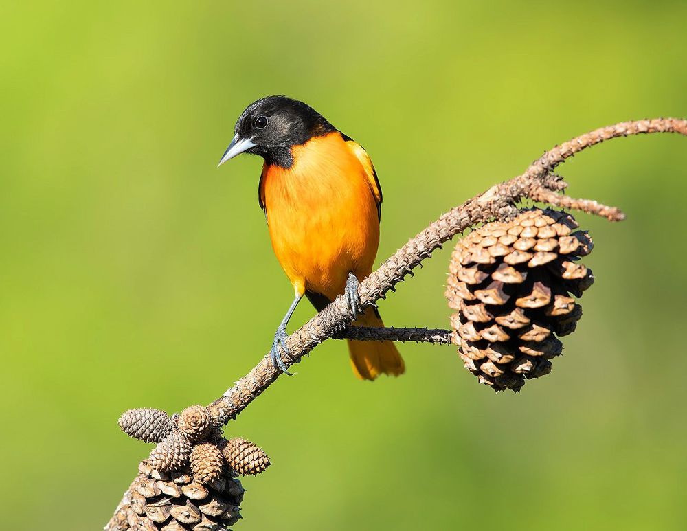 Baltimore Oriole. Балтиморская иволга или Балтиморский цветной трупиал