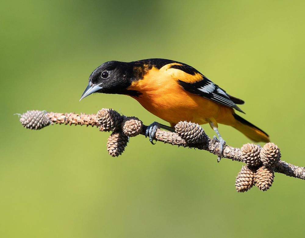 Baltimore Oriole. Балтиморская иволга или Балтиморский цветной трупиал